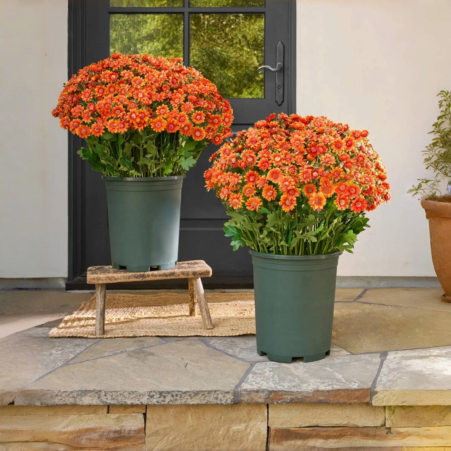 š¼ Flash Saleā”Artificial Outdoor Sunset Mums ā Brighten Up Your Outdoors, No Watering Needed!